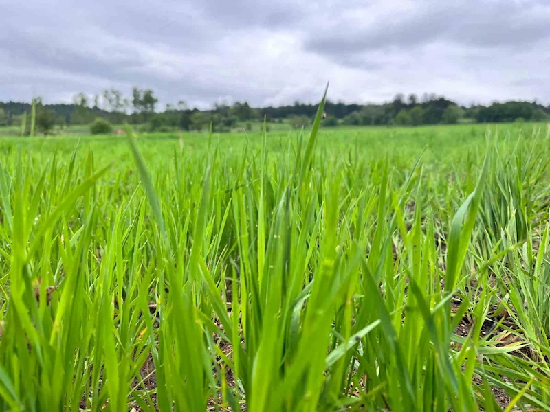 Kuraklığın ardından gelen yağmurlar siyez buğdayı yetiştiricilerinin yüzünü güldürdü
