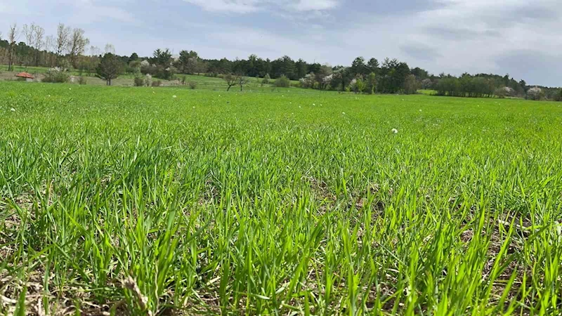 Kuraklığın ardından gelen yağmurlar siyez buğdayı yetiştiricilerinin yüzünü güldürdü
