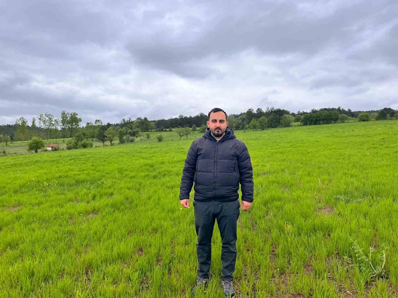 Kuraklığın ardından gelen yağmurlar siyez buğdayı yetiştiricilerinin yüzünü güldürdü
