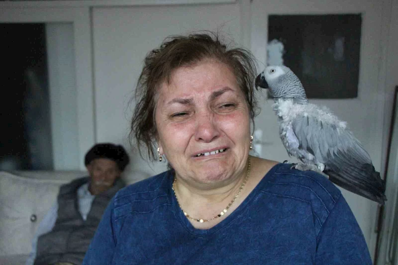 Kayıp papağan ‘Can’ için her gün ağlıyorlar
