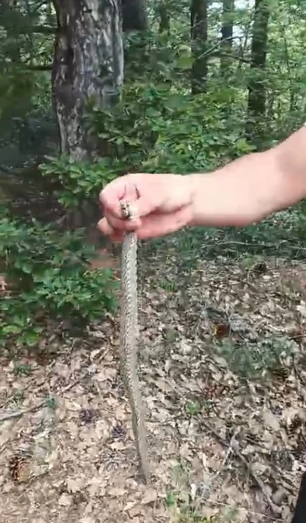 Engerek yılanını yakalayıp telefonla görüntülediler
