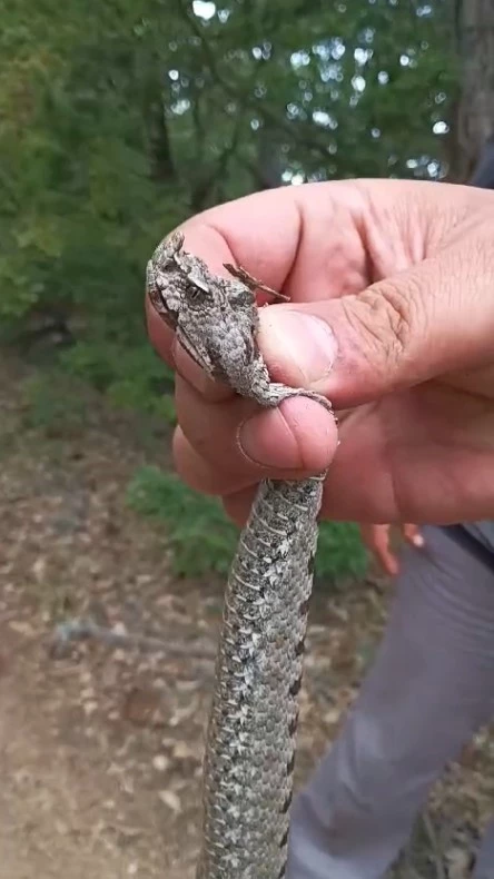 Engerek yılanını yakalayıp telefonla görüntülediler
