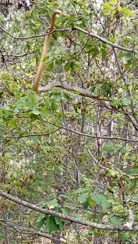 Engerek yılanını yakalayıp telefonla görüntülediler
