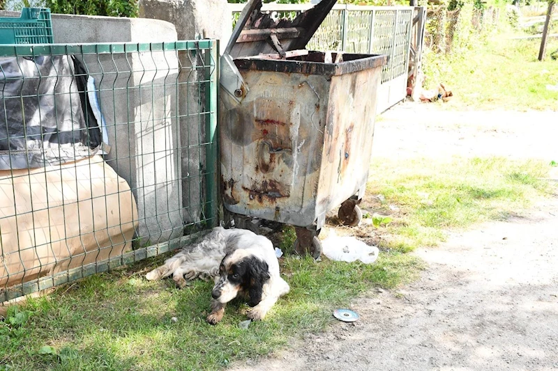 Yaralı köpeğe belediye şefkati
