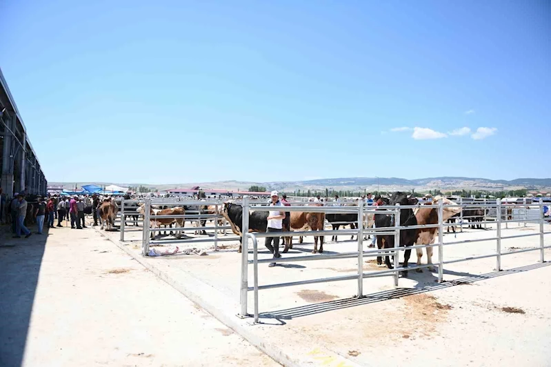 Çorum hayvan pazarında bayram mesaisi başladı
