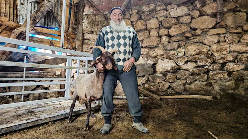 Fikir sahiplerini ikiye bölen soru: 4 boynuzlu koçun durumu 
