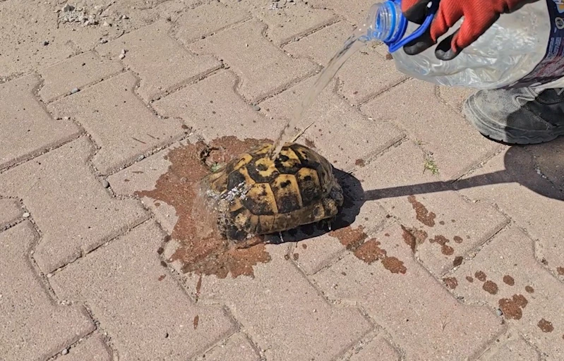 Çöp konteynırına atılan kaplumbağaları temizlik görevlisi kurtardı
