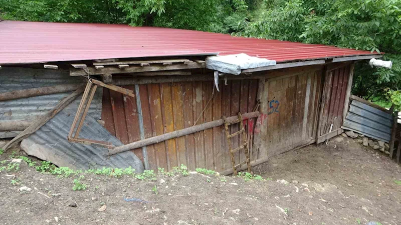 Küçükbaş hayvanlar yayladan sürgün yedi
