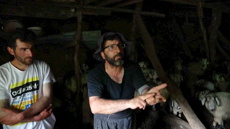 Küçükbaş hayvanlar yayladan sürgün yedi
