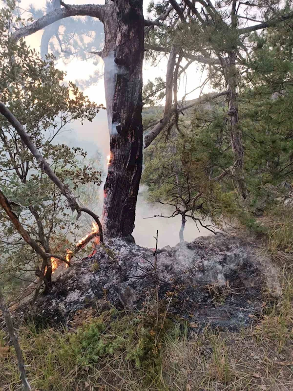 Ormana yıldırım düştüğünü gördü, yangın çıkmasını engelledi
