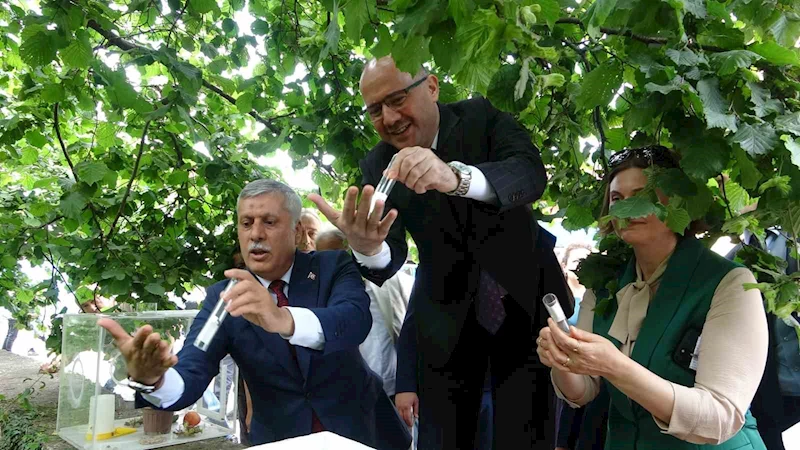 Giresun’da Kahverengi kokarca ile 20 bin Samuray arısı mücadele edecek
