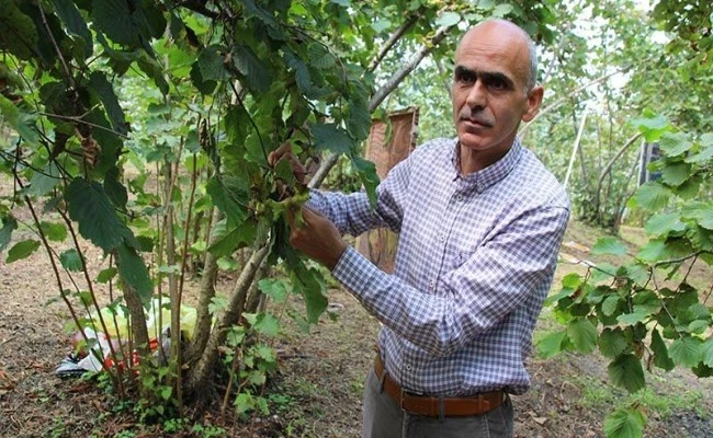 Fındık üreticisi hasat öncesi fiyatın açıklanmasını bekliyor
