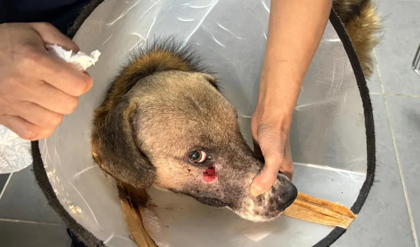 Alkollü şahsın vurduğu köpeği Hande Yener sahiplendi