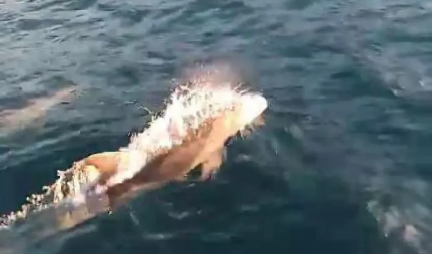 Yunuslar dakikalarca balıkçı teknesiyle yarıştı