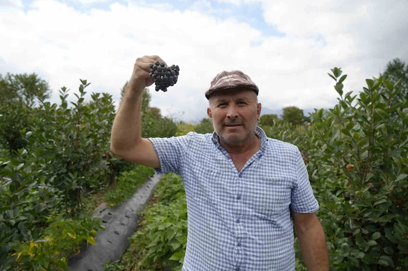 Gümüşhane’de ‘süper meyve’ Aronya beklenenden erken meyve verdi
