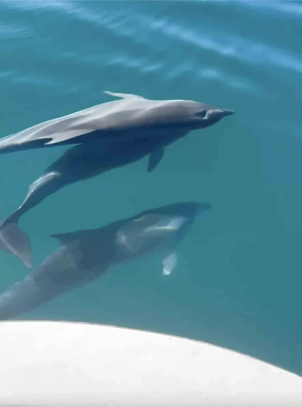 Tekne ile yarışan yunusların mest eden gösterisi kamerada
