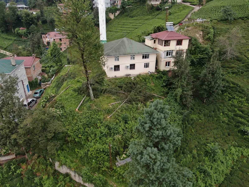 800 yıllık camiyi kurtarmak için çevresindeki ağaçları kestiler
