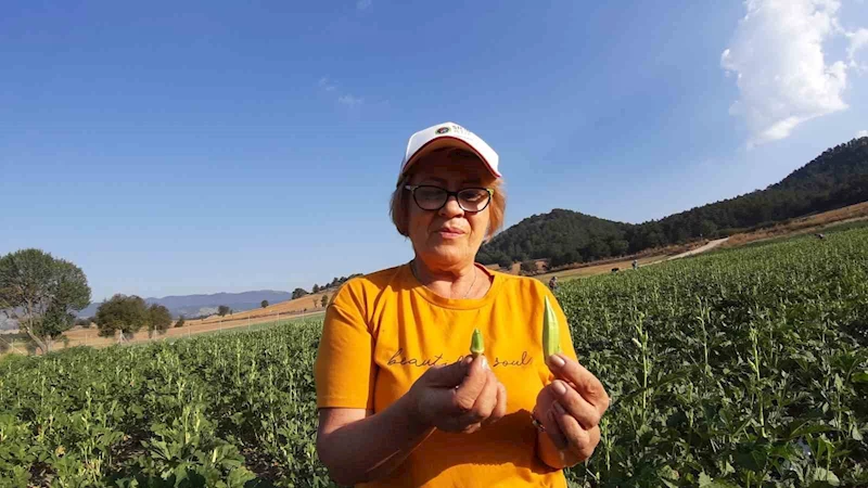 Pazarda 180, kendin toplarsan 80 lira
