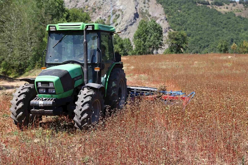 Ordu’da buğday hasadı
