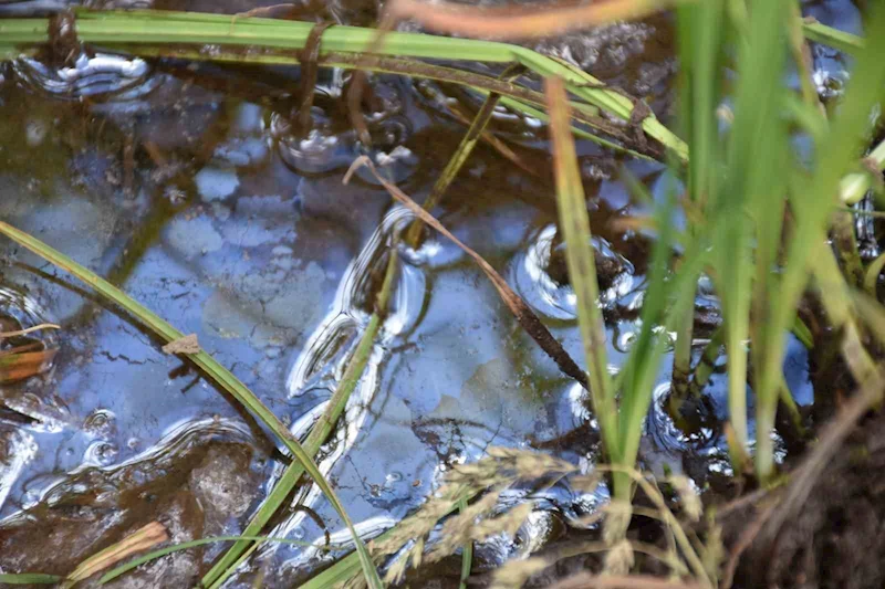 Doğu Karadeniz’de denizden sonra karada da petrol umudu
