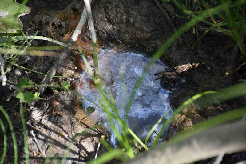Doğu Karadeniz’de denizden sonra karada da petrol umudu
