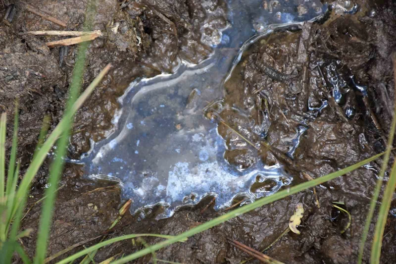 Doğu Karadeniz’de denizden sonra karada da petrol umudu
