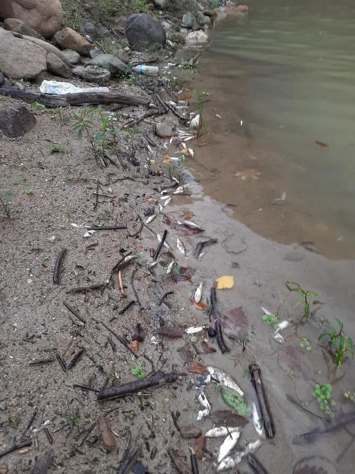 Türkülere konu olan Gelevera Deresi’ndeki balık ölümleri korkutuyor
