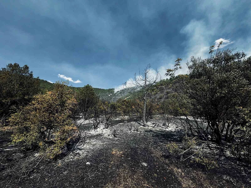 Tokat’ta orman yangını büyümeden söndürüldü
