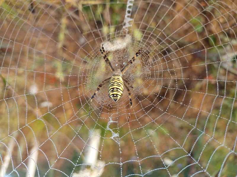 Örümceklerden sanat eseri gibi ağlar
