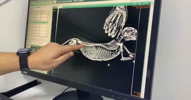 Nefes alamayan kedinin diyaframında 5 santimetrelik yırtık