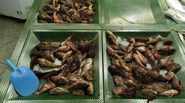 Yeni gözde iskorpit...