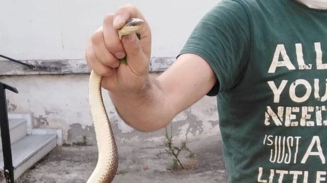 Yılanı elleri ile yakaladı...