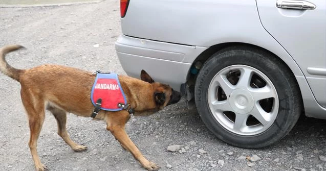 Jandarmanın hassas burnu 