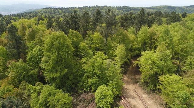  Zararlı Gal Arısı Zonguldak ve Bartın’da görüldü