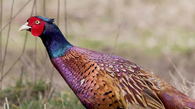 51 yılda 306 bin ’kene avcısı sülün