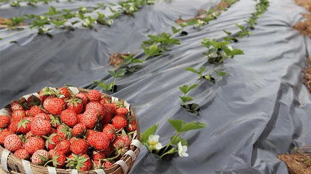 Osmanlı Çileği üreticileri gün sayıyor