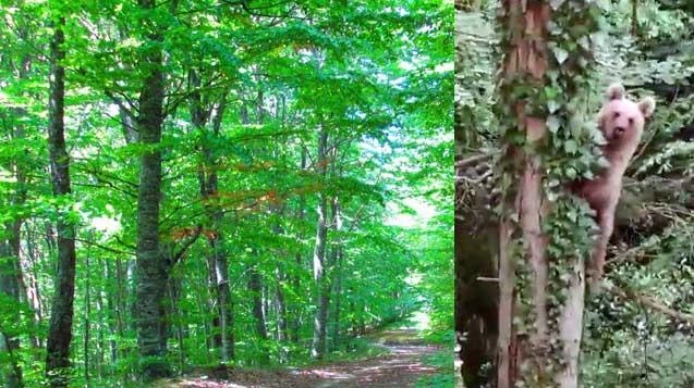 Ağaca tırmanırken kameralara böyle poz verdi