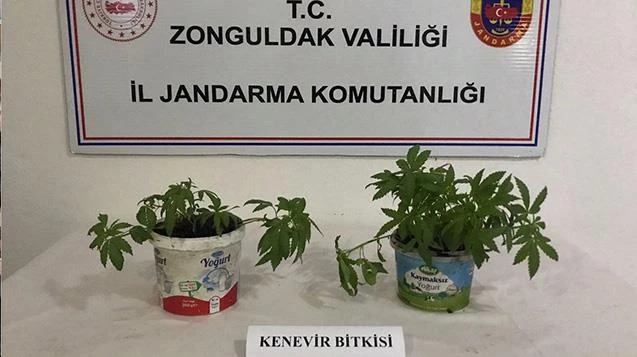  Jandarma Kdz. Ereğli’de 22 kök kenevir yakaladı