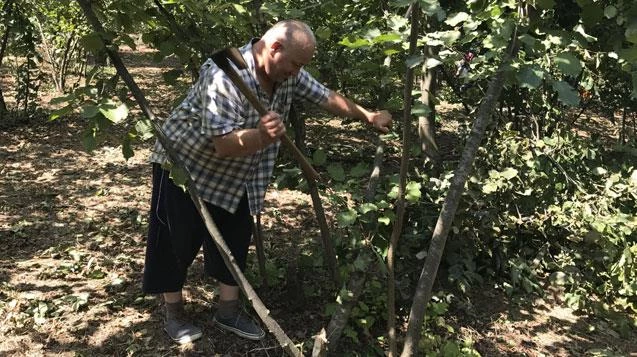 Fındık fiyatlarına kızdı, fidanlarını kesti