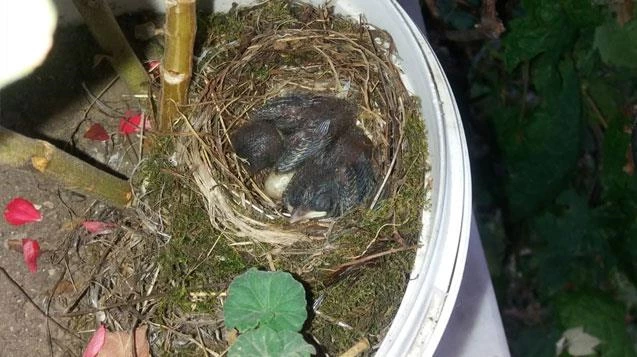 Balkona yumurtlayan kuşa, ev sahibi sahip çıktı