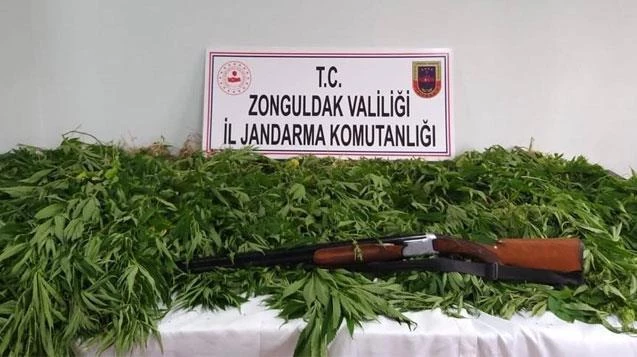 307 kök kenevir ve av tüfeği ele geçirildi