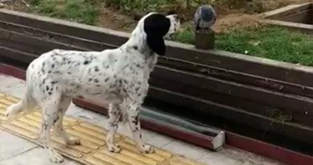 Köpek hasta güvercinin başında bekledi