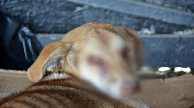 Yapılan vahşet hakkında inceleme başlatıldı