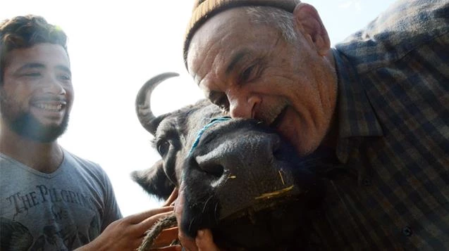 4 gün önce çalınan ineği polis buldu