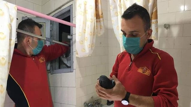 Havalandırma boşluğuna düşen güvercin kurtarıldı