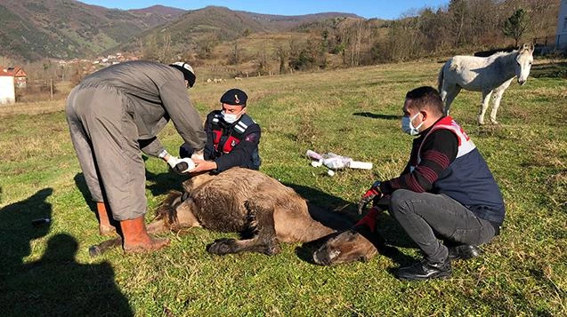 Yaralı katırlara jandarmadan şefkat eli