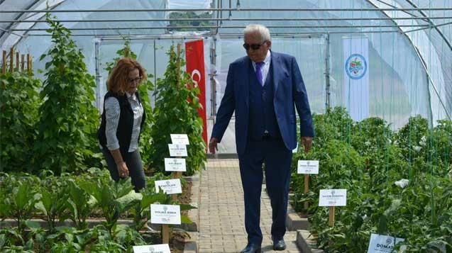 Belediye Ata Tohumu üretiyor