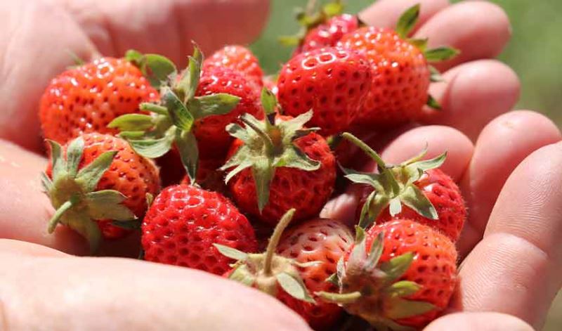 Padişah meyvesi görücüye çıktı, taleplere yetişilemiyor