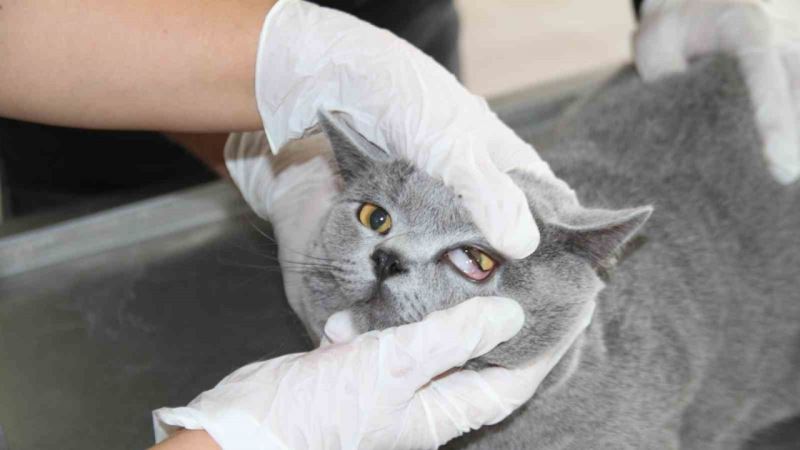 Fırat Üniversitesi Hayvan Hastanesi’nde 5 ayda 3 bin hayvan tedavi edildi