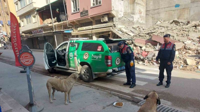 Jandarma ekipleri Hatay’da sokak hayvanlarını besliyor